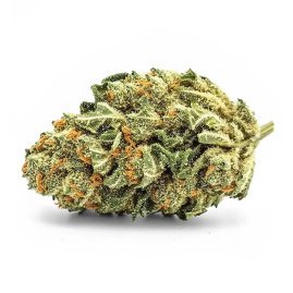 Royal Cookie Outdoor