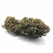 Bubble Gum 4G