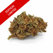 Trump 24G