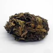 Amnesia 8G