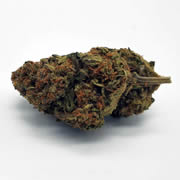 Mango Haze 16G