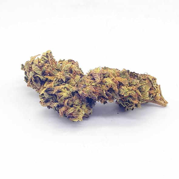 Lemoncello 4G